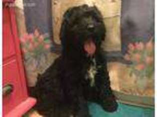 Portuguese Water Dog Puppy for sale in San Diego, CA, USA