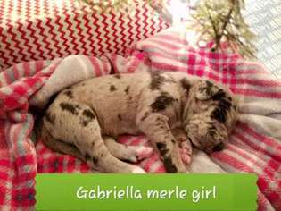Great Dane Puppy for sale in Winter Haven, FL, USA