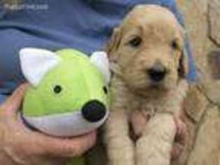 Goldendoodle Puppy for sale in Roy, UT, USA