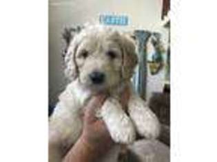 Goldendoodle Puppy for sale in Delaware, OH, USA