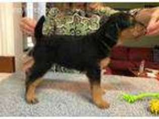 Airedale Terrier Puppy for sale in Machipongo, VA, USA