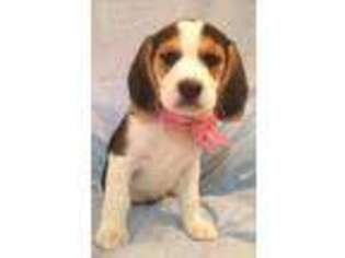 Beagle Puppy for sale in Kirkland, WA, USA