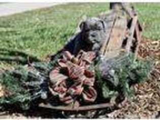 Olde English Bulldogge Puppy for sale in Church Hill, TN, USA