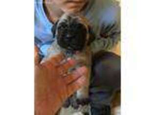 Mastiff Puppy for sale in Pennsville, NJ, USA