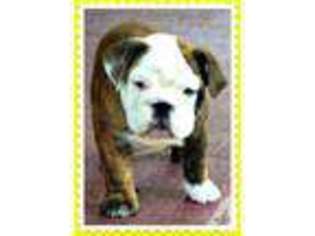 Bulldog Puppy for sale in HILLSBORO, OR, USA