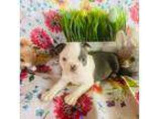 Boston Terrier Puppy for sale in Brown City, MI, USA