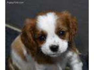 Cavalier King Charles Spaniel Puppy for sale in Wonewoc, WI, USA