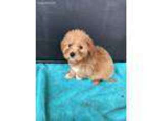 Havanese Puppy for sale in Madison, AL, USA