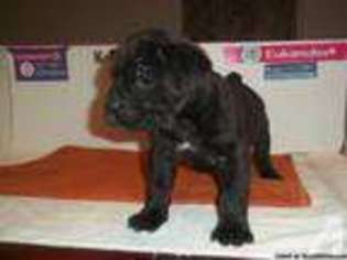 Cane Corso Puppy for sale in MACON, GA, USA