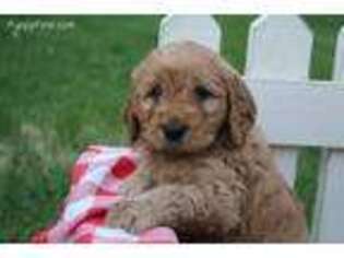 Goldendoodle Puppy for sale in Fredericksburg, PA, USA