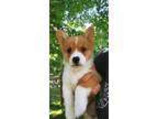 Pembroke Welsh Corgi Puppy for sale in Meadow Bridge, WV, USA