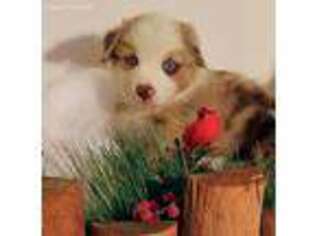 Australian Shepherd Puppy for sale in Camp Verde, AZ, USA