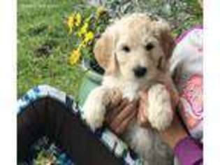 Goldendoodle Puppy for sale in Freeport, IL, USA