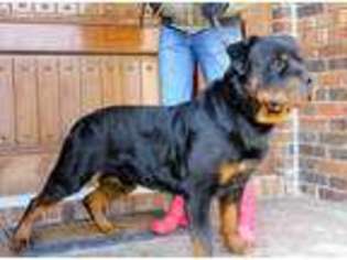 Rottweiler Puppy for sale in Reeds Spring, MO, USA