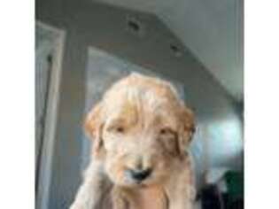 Goldendoodle Puppy for sale in Bellflower, CA, USA