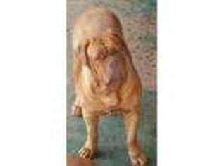 American Bull Dogue De Bordeaux Puppy for sale in Greenville, SC, USA