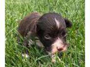 Portuguese Water Dog Puppy for sale in Jackson, WY, USA