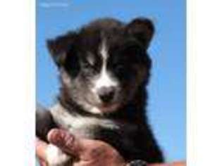 Siberian Husky Puppy for sale in Murrieta, CA, USA