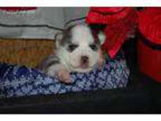 Siberian Husky Puppy for sale in Gordon, GA, USA