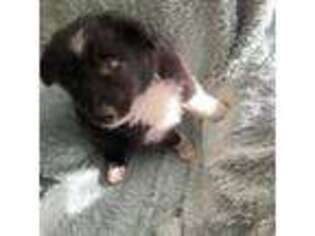 Border Collie Puppy for sale in Richmond, IN, USA