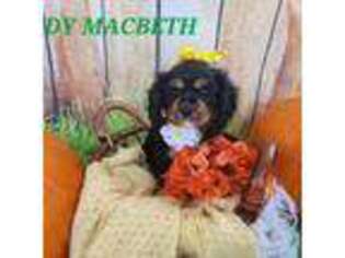 Cavalier King Charles Spaniel Puppy for sale in Mobile, AL, USA