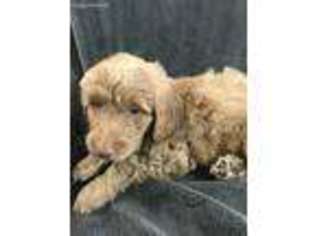 Labradoodle Puppy for sale in Cuero, TX, USA