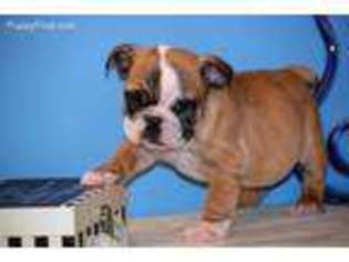 Bulldog Puppy for sale in Fairview, MO, USA