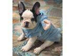 French Bulldog Puppy for sale in Yucaipa, CA, USA