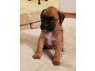 Boxer Puppy for sale in Rocky Mount, VA, USA