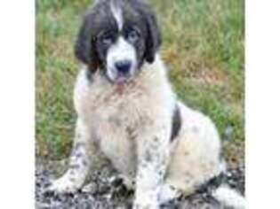 Newfoundland Puppy for sale in Dundee, OH, USA