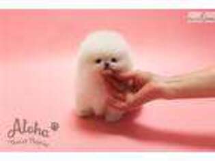 Pomeranian Puppy for sale in Atlanta, GA, USA