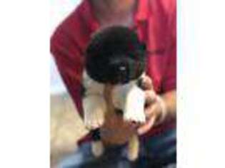 Akita Puppy for sale in Sayre, OK, USA