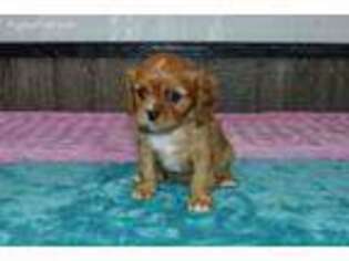 Cavalier King Charles Spaniel Puppy for sale in Arthur, IL, USA