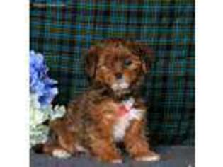 Shorkie Tzu Puppy for sale in Honey Brook, PA, USA