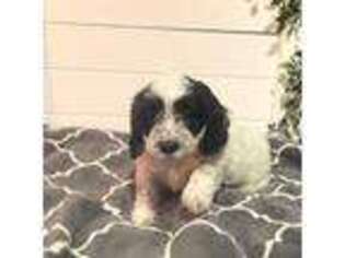 English Springer Spaniel Puppy for sale in Robesonia, PA, USA