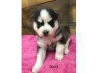 Mutt Puppy for sale in Stevensville, PA, USA