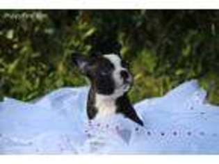 Boston Terrier Puppy for sale in Roy, WA, USA