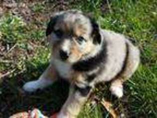 Australian Shepherd Puppy for sale in Mansfield, MO, USA