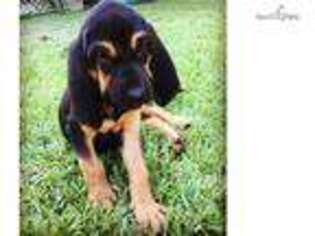 Bloodhound Puppy for sale in Houston, TX, USA