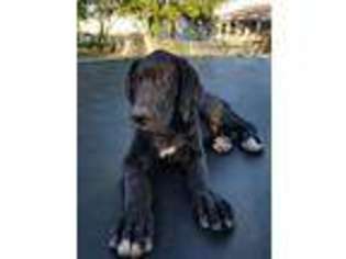 Great Dane Puppy for sale in Corpus Christi, TX, USA