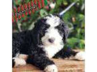 Mutt Puppy for sale in Spring Valley, WI, USA