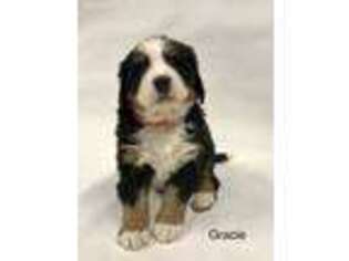 Bernese Mountain Dog Puppy for sale in Elizabethtown, PA, USA