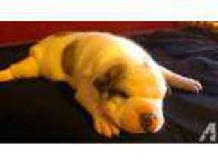 Bulldog Puppy for sale in BELLEVILLE, IL, USA