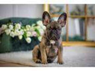 French Bulldog Puppy for sale in Poland, ME, USA