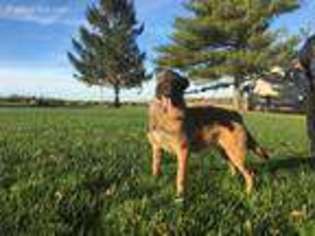 Belgian Malinois Puppy for sale in New Holland, PA, USA