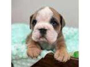 Bulldog Puppy for sale in Burnsville, NC, USA