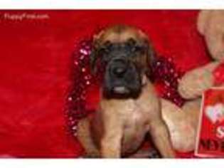 Great Dane Puppy for sale in Summertown, TN, USA