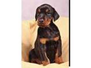 Doberman Pinscher Puppy for sale in Sioux City, IA, USA