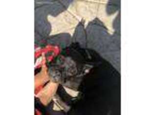 French Bulldog Puppy for sale in Patterson, CA, USA