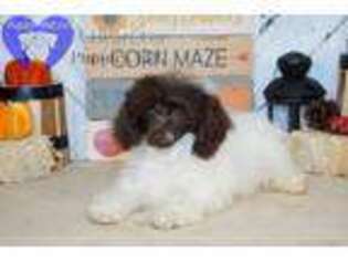 Havanese Puppy for sale in Bristol, IN, USA